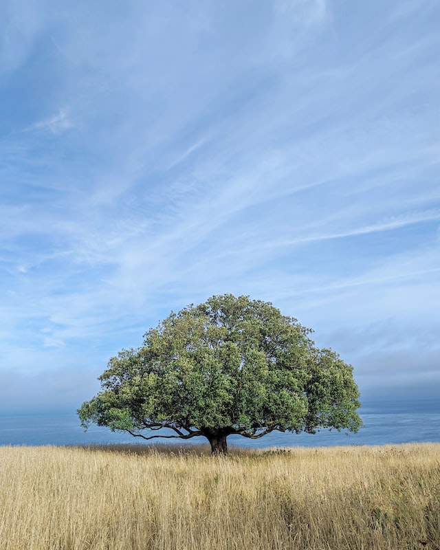 kd-eichenbaum-auf-feld-kraft-und-frieden