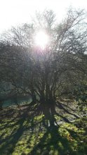 baum.jpg