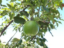 foto_apfel.jpg